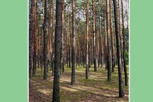 Купити фотоальбом "КРАСА ВОЛИНСЬКОГО ЛІСУ"