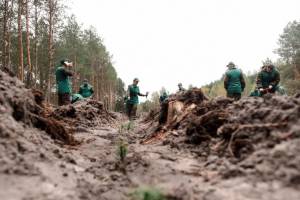 На Волині за день висадили майже 120 тисяч дерев