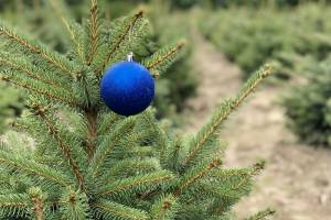 Про новорічні ялинки лісівники Волині піклуються цілий рік
